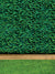 Ivy Outfield Printed Photography Backdrop