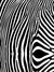 Zebra Printed Photo Backdrop
