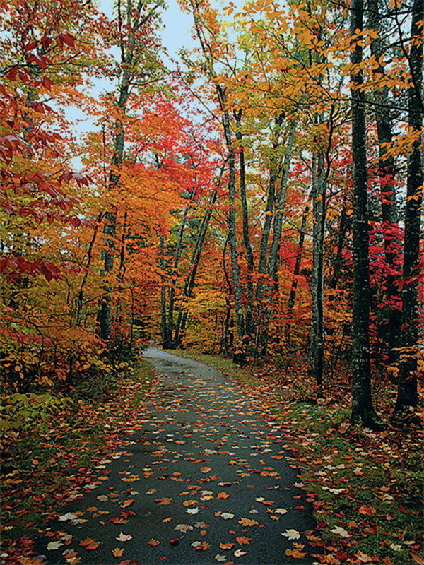 Autumn Lane Photography Backdrop
