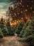 Enchanting Outdoor Christmas Tree Pathway Backdrop - Magical outdoor scene featuring a pathway lined with Christmas trees adorned with colorful lights and overhead strings of fairy lights, creating an enchanting holiday ambiance.