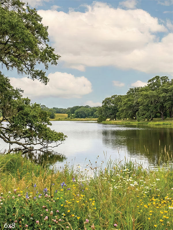 Printed photography backdrop showing a calm lake bordered by tall grasses, wildflowers, and a large live oak tree under a bright sky with soft clouds. The studio background has reflective water and layered natural landscape detail.