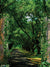 Summer Courtyard Photography Backdrop - Lush green pathway framed by towering trees and ivy-covered stone columns, ideal for outdoor-themed photography.