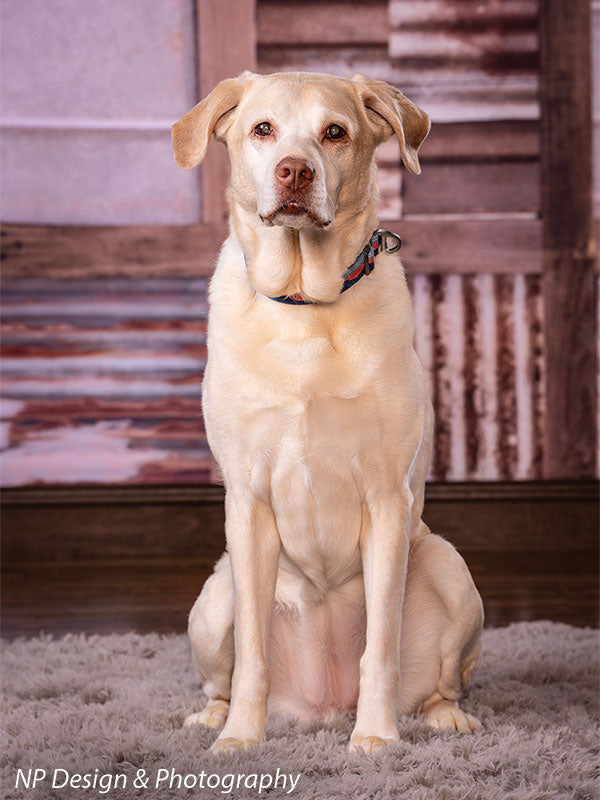 Rustic metal squares photography backdrop shown with a yellow Labrador seated alone as the portrait subject CP-7630