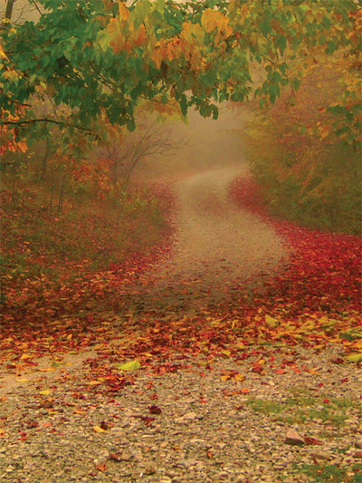 Autumn Forest Path Photography Backdrop - Photography backdrop featuring a forest path covered with fall leaves in warm red, yellow, and orange hues, leading into a misty distance.