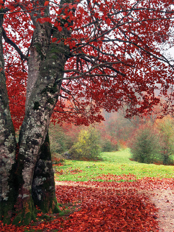 Autumn Forest Photography Backdrop - Autumn forest photography backdrop with vibrant red leaves and green grass, ideal for fall photoshoots.