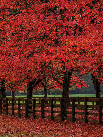 Autumn Maple Trees and Wooden Fence Photography Backdrop - A vibrant autumn backdrop with red maple trees and a rustic wooden fence, perfect for fall-themed photoshoots.