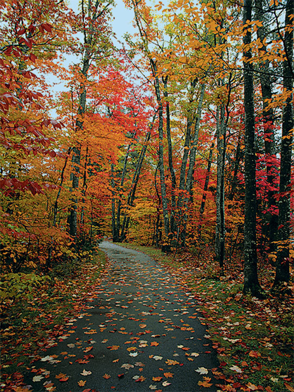 A scenic autumn photography backdrop featuring a winding path covered in colorful fall leaves.