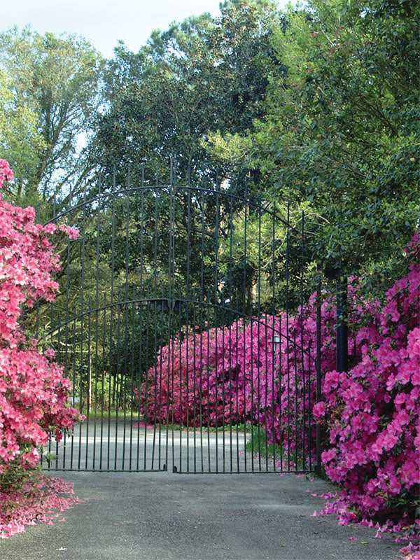 A stunning garden photography backdrop featuring a grand wrought iron gate framed by blooming pink azaleas and lush greenery.