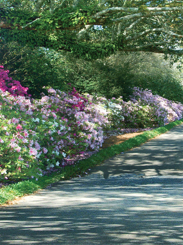 A scenic garden photography backdrop with a winding path lined with blooming azaleas and lush green foliage.