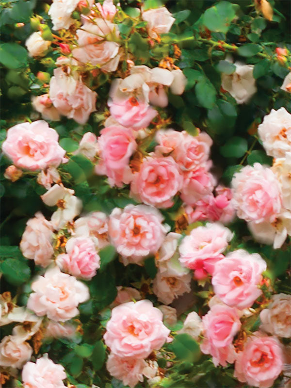 Blooming Pink Roses Photography Backdrop - Lush and romantic photography backdrop featuring blooming pink roses amidst green foliage, ideal for creating a dreamy and elegant photoshoot setting.