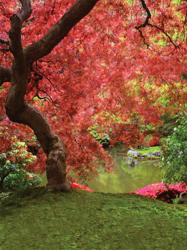 Vivid red maple tree overhanging a peaceful pond with spring greenery.
