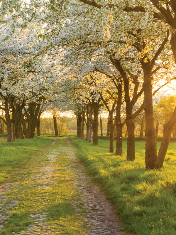 Blossoming Spring Path Photography Backdrop - Photography backdrop featuring a sunlit cobblestone path surrounded by blooming trees and green grass, perfect for spring-themed photoshoots.