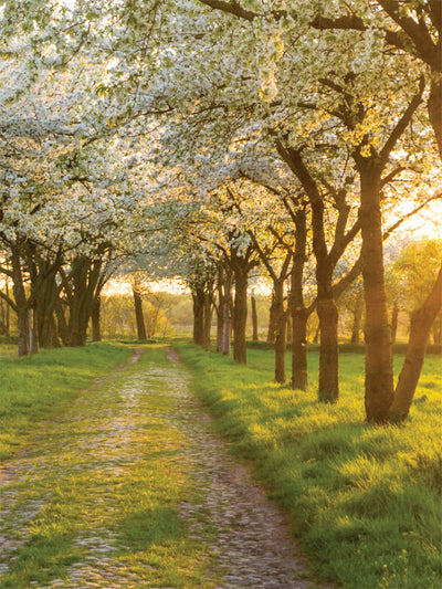 Blossoming Spring Path Photography Backdrop - Photography backdrop featuring a sunlit cobblestone path surrounded by blooming trees and green grass, perfect for spring-themed photoshoots.