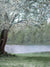 Blossoming Tree by the Lake Photography Backdrop - A serene photography backdrop featuring a blossoming tree by a tranquil lake. Ideal for nature-themed photoshoots.