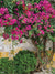 Bougainvillea in Bloom Photography Backdrop - Photography backdrop featuring bright pink bougainvillea flowers on a rustic wall.