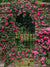 Brick Garden Arch with Climbing Roses Photography Backdrop - Photography backdrop featuring a brick archway with pink climbing roses, perfect for garden and floral-themed photoshoots.