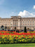 Buckingham Palace Garden Photography Backdrop - Photography backdrop featuring Buckingham Palace and its garden of red tulips and yellow daffodils, perfect for elegant shoots.