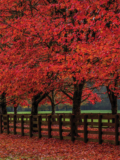 Autumn Fence Photography Backdrop
