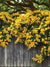 Yellow Floral Fence Printed Photo Backdrop