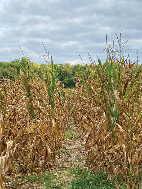 Corn Field Backdrop