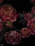 Flower Backdrop - Peonies Dark