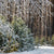 Forest Snow Background for Photos