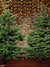 Green Christmas Tree Backdrop