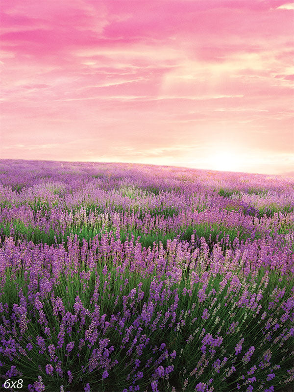 Lavender Blooms Backdrop