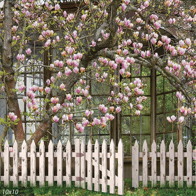 Japanese Magnolia Backdrop