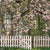 Japanese Magnolia Backdrop