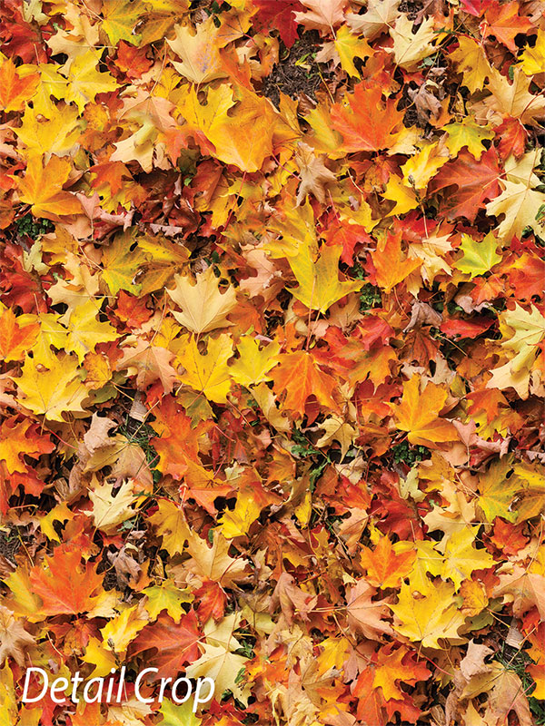 Maple Leaves Photography Floor Drop