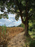 Countryside Cornfield Photography Backdrop - Photography backdrop featuring a tree-lined path next to a golden cornfield under a partly cloudy sky.