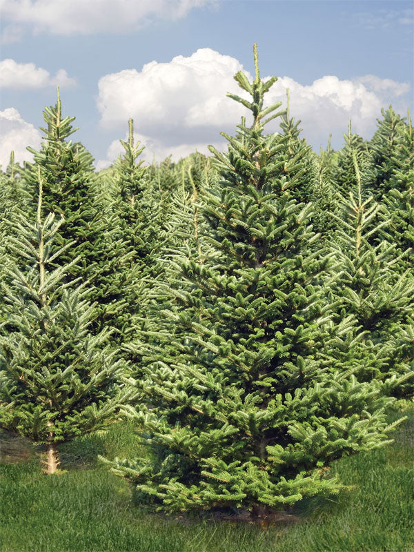 Evergreen Forest Photography Backdrop - Lush evergreen forest photography backdrop with vibrant green trees and a soft blue sky.