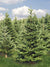 Evergreen Forest Photography Backdrop - Lush evergreen forest photography backdrop with vibrant green trees and a soft blue sky.