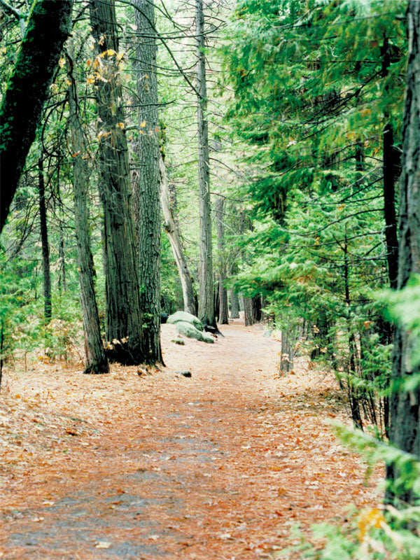 A stunning forest photography backdrop featuring a winding dirt path surrounded by lush evergreens.