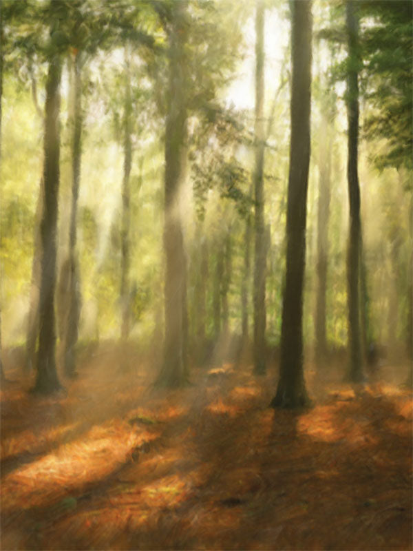 Serene forest with sunlight streaming through tall trees and warm forest floor tones.