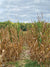 Golden Harvest Cornfield Photography Backdrop - Rustic cornfield photography backdrop with golden cornstalks and a cloudy sky, framed by green trees, perfect for fall-themed photoshoots.