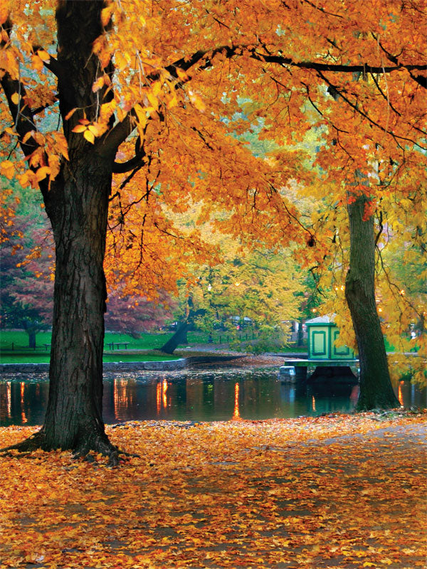 Vibrant orange and gold leaves over a peaceful lake with tree reflections.