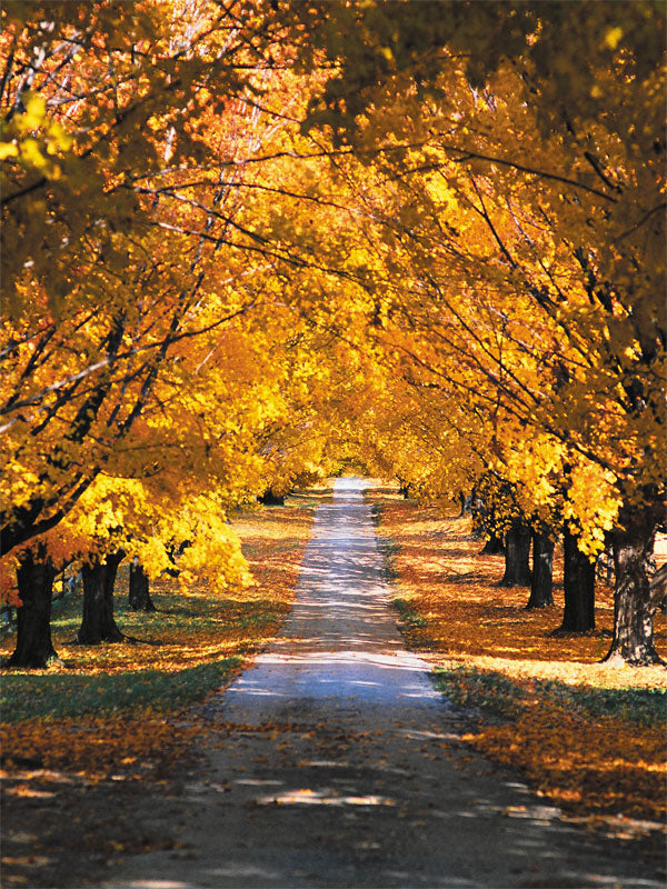 A breathtaking fall photography backdrop featuring a sunlit path framed by golden autumn leaves.