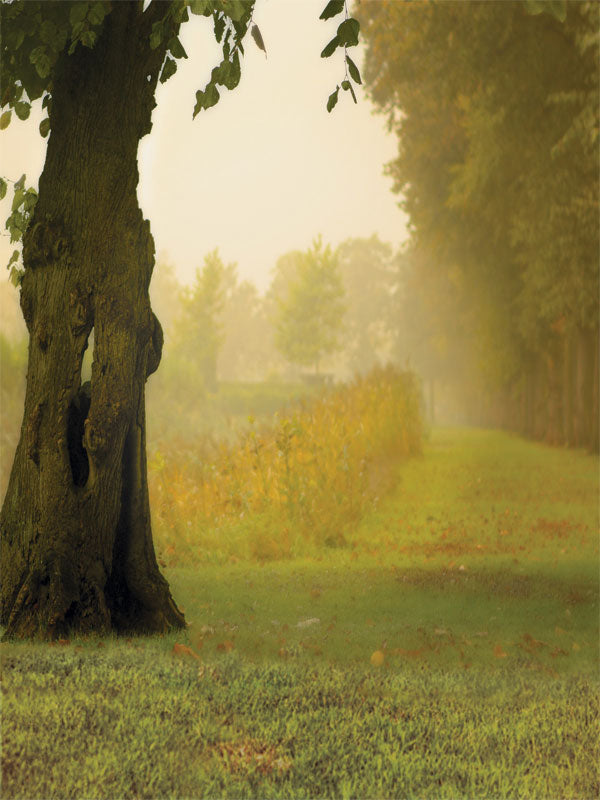Foggy woodland trail with golden mist and textured foreground tree.