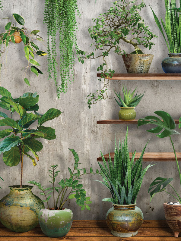 Indoor Garden Plant Display Photography Backdrop - Indoor garden plant display photography backdrop with potted plants and hanging ivy, perfect for portraits or lifestyle shoots.