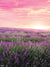 Lavender Fields at Sunset Photography Backdrop - Lavender field at sunset photography backdrop with pink and purple sky.