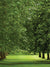 Lush Forest Path Photography Backdrop - A lush green forest path photography backdrop with towering trees and vibrant greenery for outdoor-themed photoshoots.