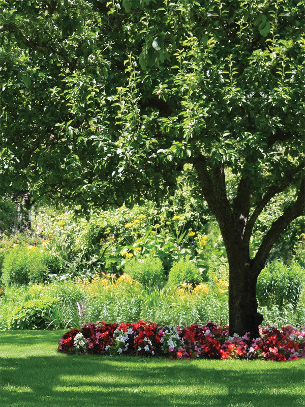 Lush Garden Scene with Tree and Flowers - Photography backdrop featuring a lush green garden scene with a large tree and colorful flowers, ideal for nature-themed photoshoots.