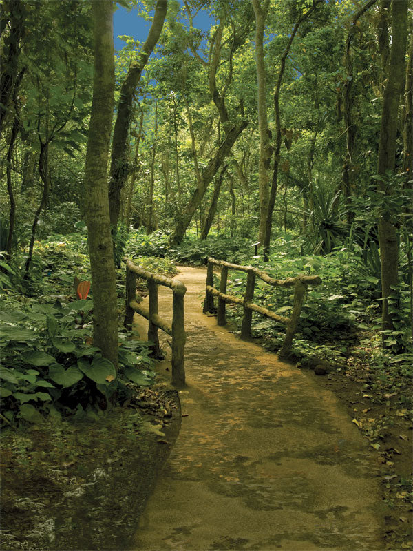 A natural photography backdrop featuring a winding woodland trail surrounded by thick greenery and moss.