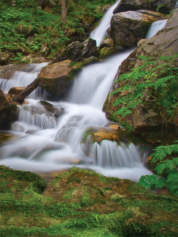 Vibrant forest scene with flowing waterfall over mossy rocks and lush greenery.