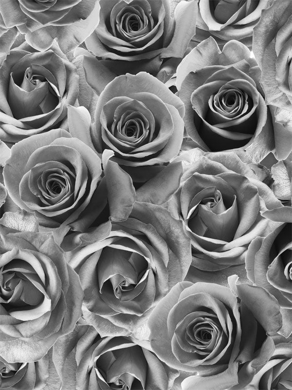 Monochrome Rose Photography Backdrop - Monochrome rose backdrop featuring a close-up view of blooming roses, perfect for elegant photography sessions.