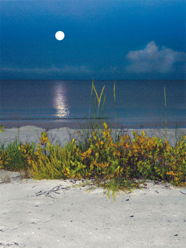 A stunning moonlit beach photography backdrop featuring a full moon reflecting on calm ocean waters, perfect for romantic and fine art photography.