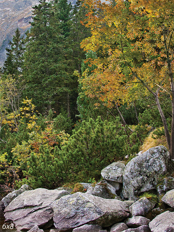 Mountain Forest Photography Backdrop - Photography backdrop featuring a tranquil mountain forest scene with trees, rocks, and greenery.