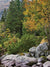 Mountain Forest Photography Backdrop - Photography backdrop featuring a tranquil mountain forest scene with trees, rocks, and greenery.